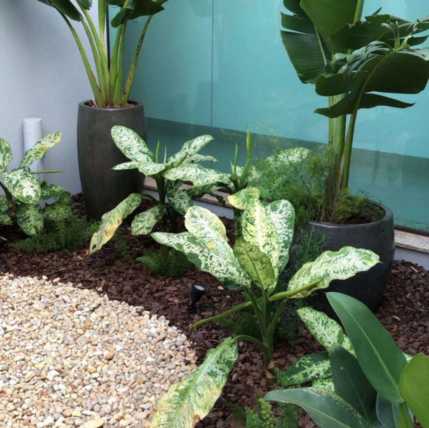 Plantas do viveiro